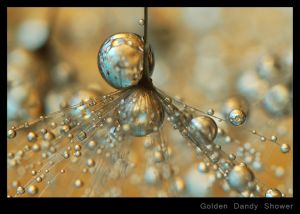 Golden Dandy Shower.jpg
